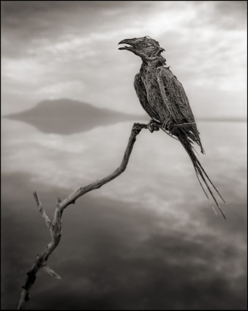 ludikat-lacat:  shefilmstheclouds:  Photographed by Nick Brandt “I unexpectedly found the creatures - all manner of birds and bats - washed up along the shoreline of Lake Natron in Northern Tanzania. No-one knows for certain exactly how they die,