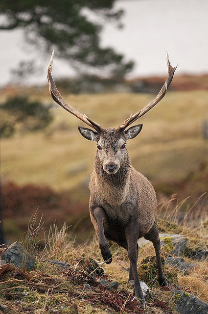 flowerling:  Red Deer Stag off for a trot | Margaret J Walker