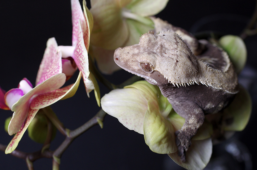 kittendrumstick:  One of my orchids had root rot, so I had to repot it and cut its
