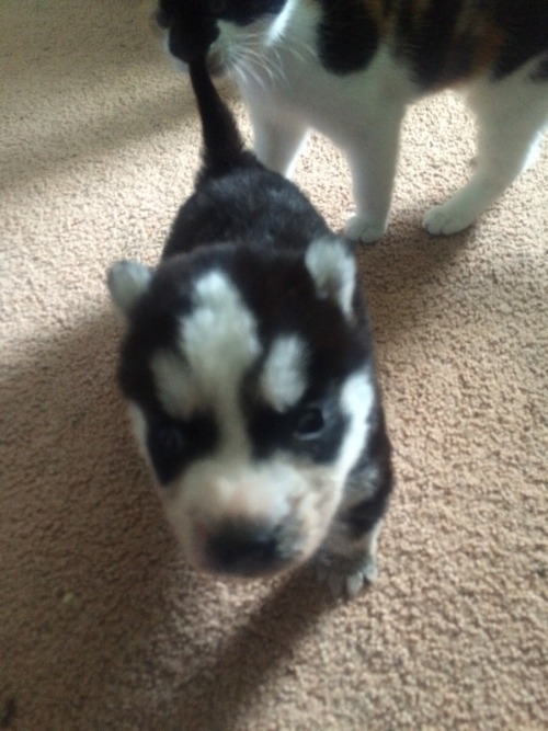 cute-overload:  5 week old husky runt of the litterhttp://cute-overload.tumblr.com source: http://imgur.com/r/aww/zTFZlLC
