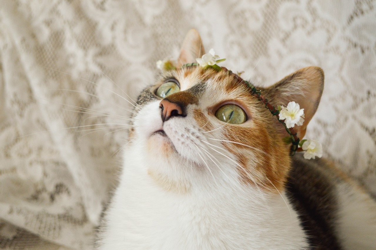 Princess~