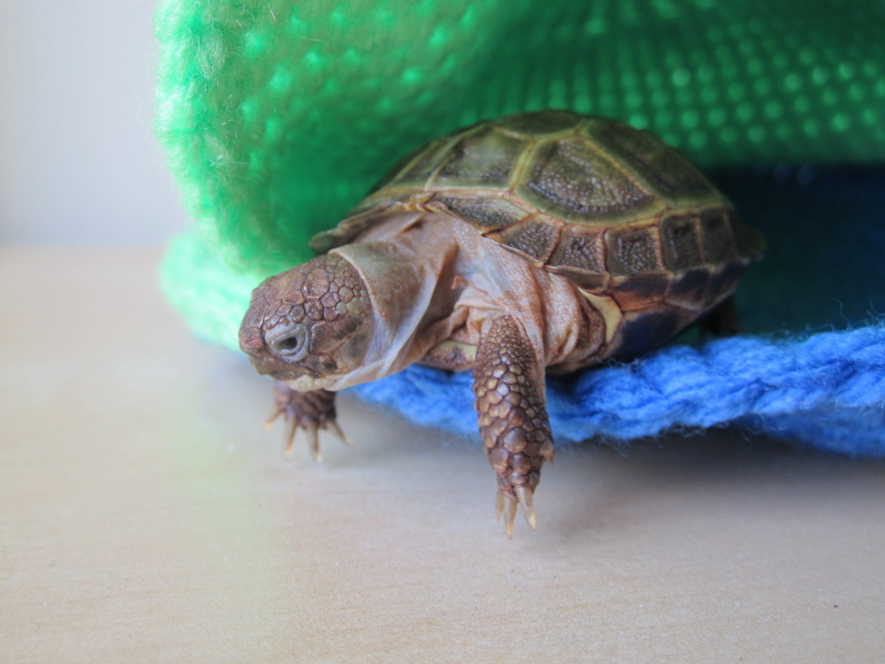 thewhimsyturtle:  Snuggle Sack Saturday  Saturdays are for snuggles!  I love my snuggle