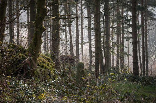 90377:Forest by PicFreak42 on Flickr.