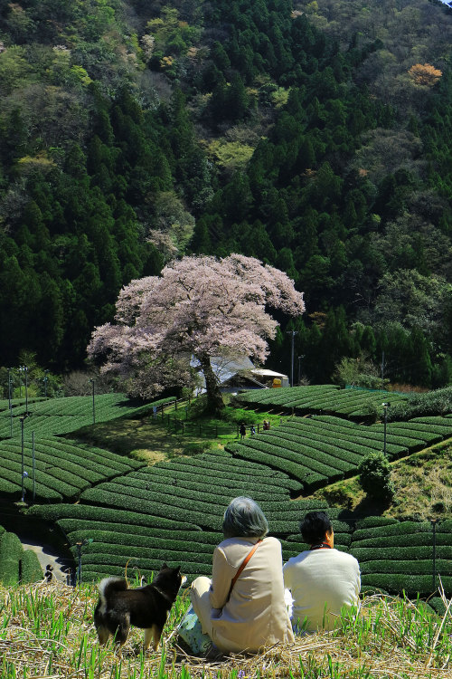 todayintokyo - keikifuse - 里山でのひと時（静岡県島田市川根町家山・牛代のみずめ桜）Satoyama...