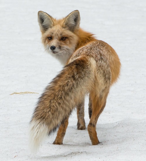beautiful-wildlife:Red Fox of Silver Gate by Yeates PhotographySilver Gate, Montana, USA
