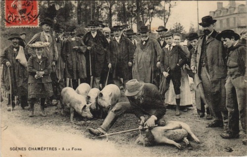 cartespostalesantiques:Pigs on French vintage postcard, 1900-1910′s1. Benediction of pigs in C