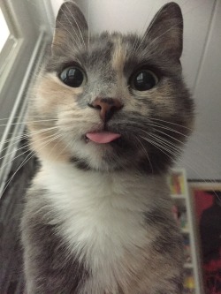 fantasticcatadventures:  Meet Squeak. The