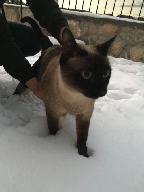 i-justreally-like-cats-okay:Lilith Lucker and her first snow day