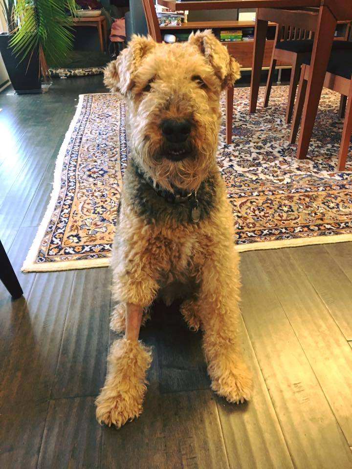 airedale x poodle