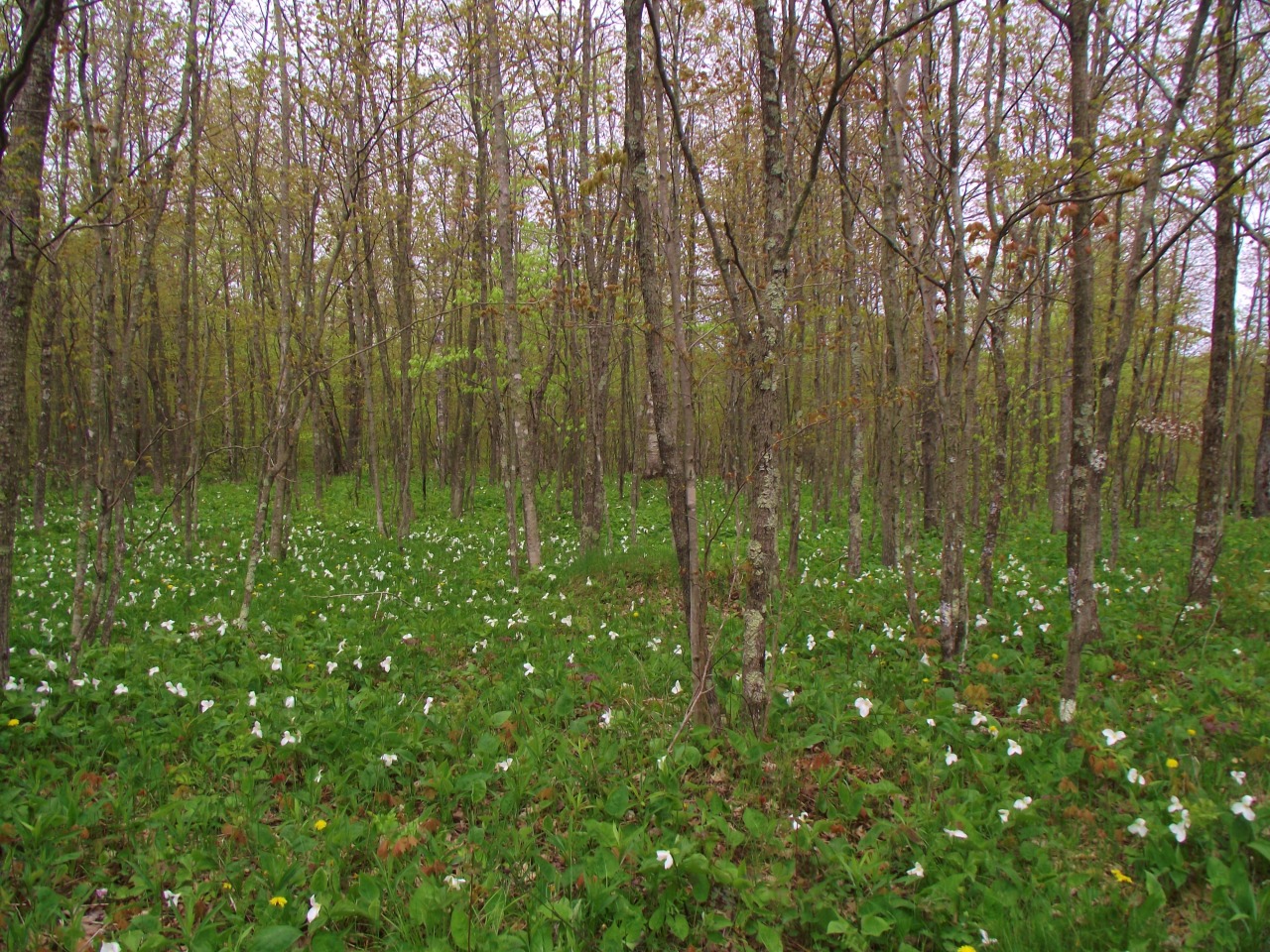deeperthanallrosesblog:  rock island wisconsin- trefoils in a meadow 