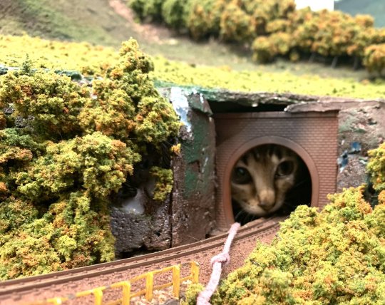 his-shining-tears:Cats and train miniature