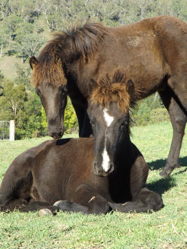 scarlettjane22:    Megalong Icelandic Horses  