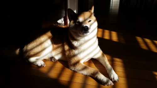 my first shiba basks in the sun.