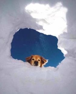 cute-pet-animals-aww:  The entrance into heaven.  They’re all ready for him @slothman-1 💖