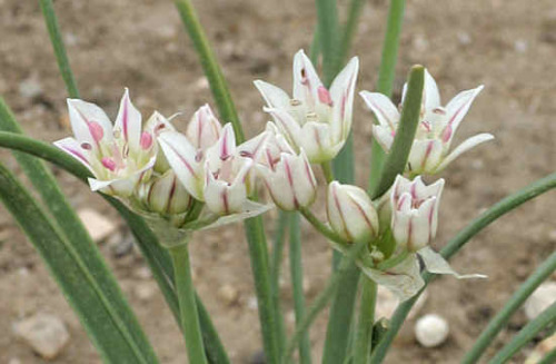 Wild Onion / Ajo SalvajeAllium drummondii
If you have ever smelled the aerial parts of this ubiquitous roadside wildflower, you may have noticed a familiar kitchen smell– yes, this is a relative of our culinary onions! If you pull up this plant, you...