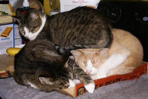 You can never have too many cats to guard your pizza (via Agway)