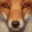 nonsensicalfoxden
