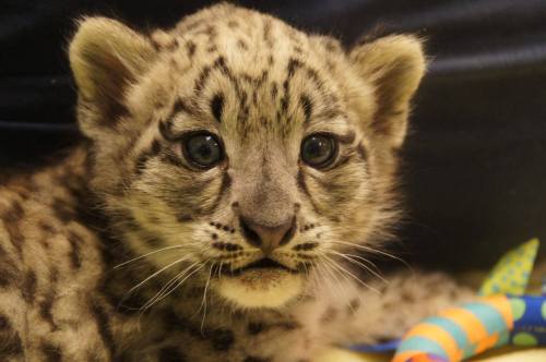 zooborns:Snow Leopard Boy and His ToysThe Snow Leopard cub at Milwaukee County Zoo has been busy pla