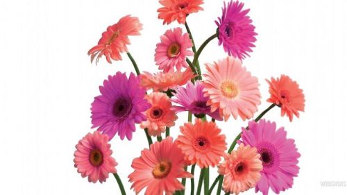 Gerberas