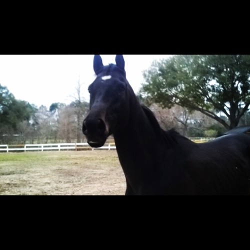 My babe Victor, the poor ex-racer was being starved after not being able to race anymore. He&rsq