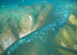 adapto:  Beluga whales congregate near Somerset