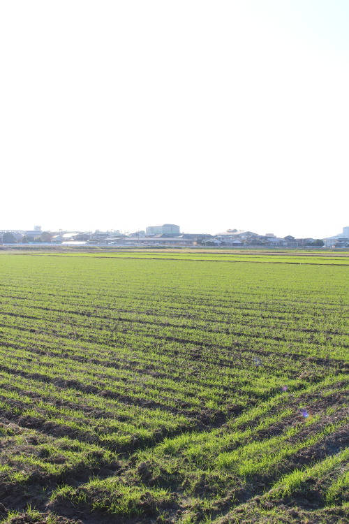 津屋崎、福津市、福岡県、九州  (flickr)