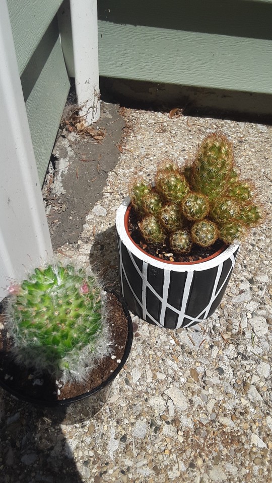 Just Impulsively Bought These Babies From Walmart I'm Gonna Try My Best To Take Care Of Them