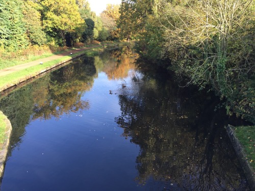 Autumn walks (Robin hood road, Surrey)