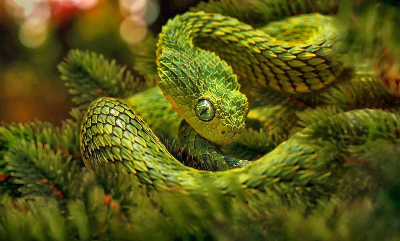 Life on White  Leaf viper with its tongue out, Atheris squamigera,  isolated on white