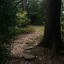 forestvenus