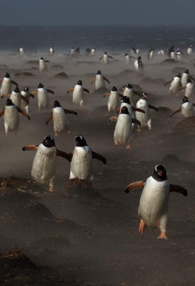 awkwardsituationist:   gentoo penguins on the sea lion island in the falklands.