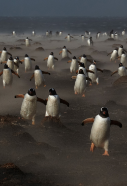 Awkwardsituationist:   Gentoo Penguins On The Sea Lion Island In The Falklands.