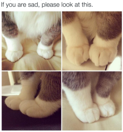 aradiiaa:  awwdorables:  cat feet make everything