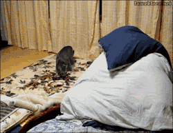 Bunnyfood:  (Via Lawebloca) 