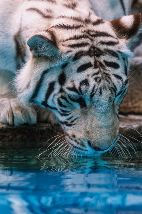 plasmatics-life:Kara ♀  Curiosity ~ By Harimau Kayu