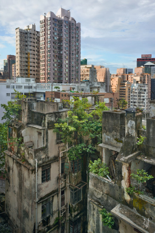 softwaring:  Focusing solely on the phenomena of trees sprouting from residential buildings in Hong Kong, Wild Concrete compares the living conditions between plants and humans. by Romain Jacquet-Lagreze