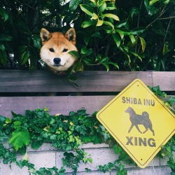 maiadoesjapan:  His owners have caught on that sometimes he says hello to me through the hedges. 