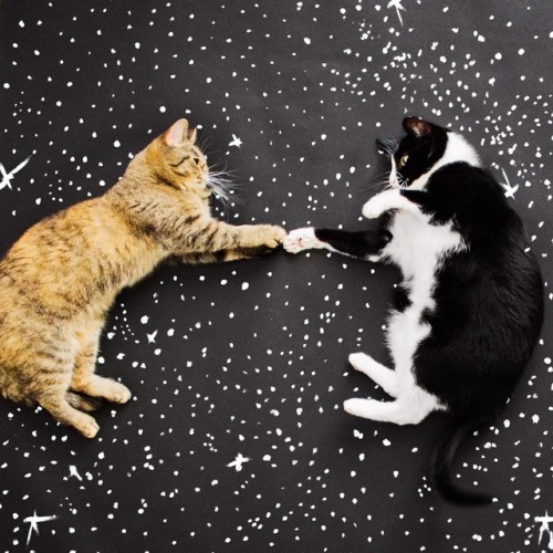 The Creation Of Nacho 