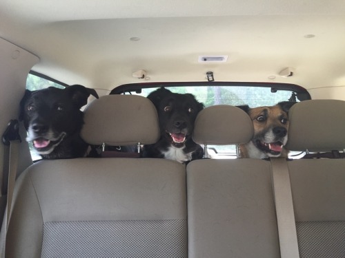 awwww-cute:  I think they’re excited to go on a road trip (Source: http://ift.tt/1TLqL6i)