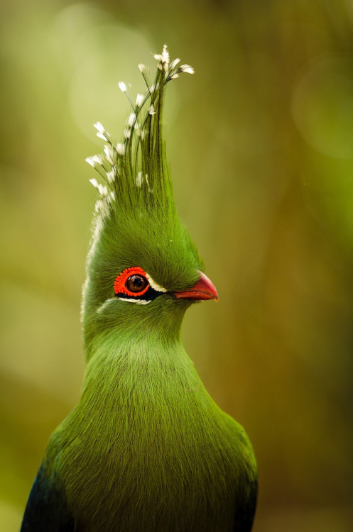 aviantastic:natureisthegreatestartist:Exquisite, yes? This is a Livingstone’s turaco, a tropical bir