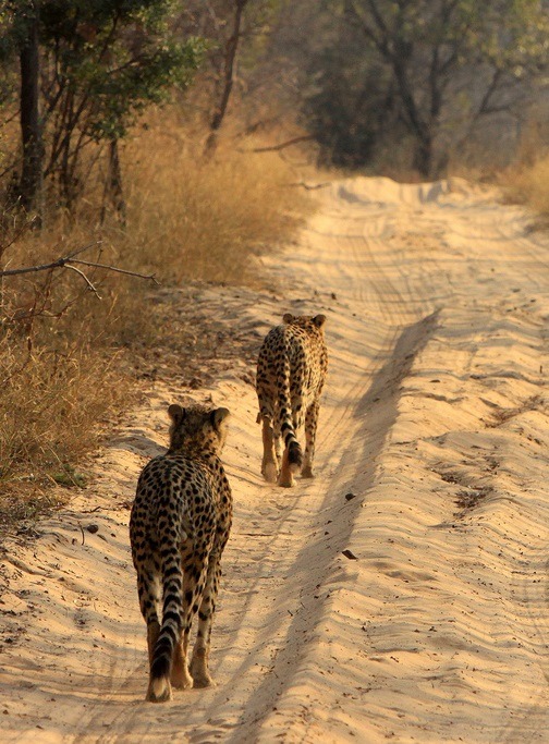 funkysafari:  Entabeni game reserve  by Retlaw Snellac Photography