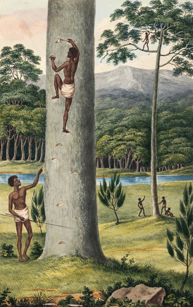magictransistor:  Joseph Lycett, Drawings of the Natives and Scenery of Van Diemen’s