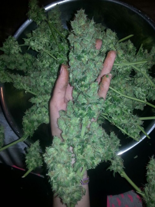 Porn photo tokabowl:  Trimming got me sticky 👐😜