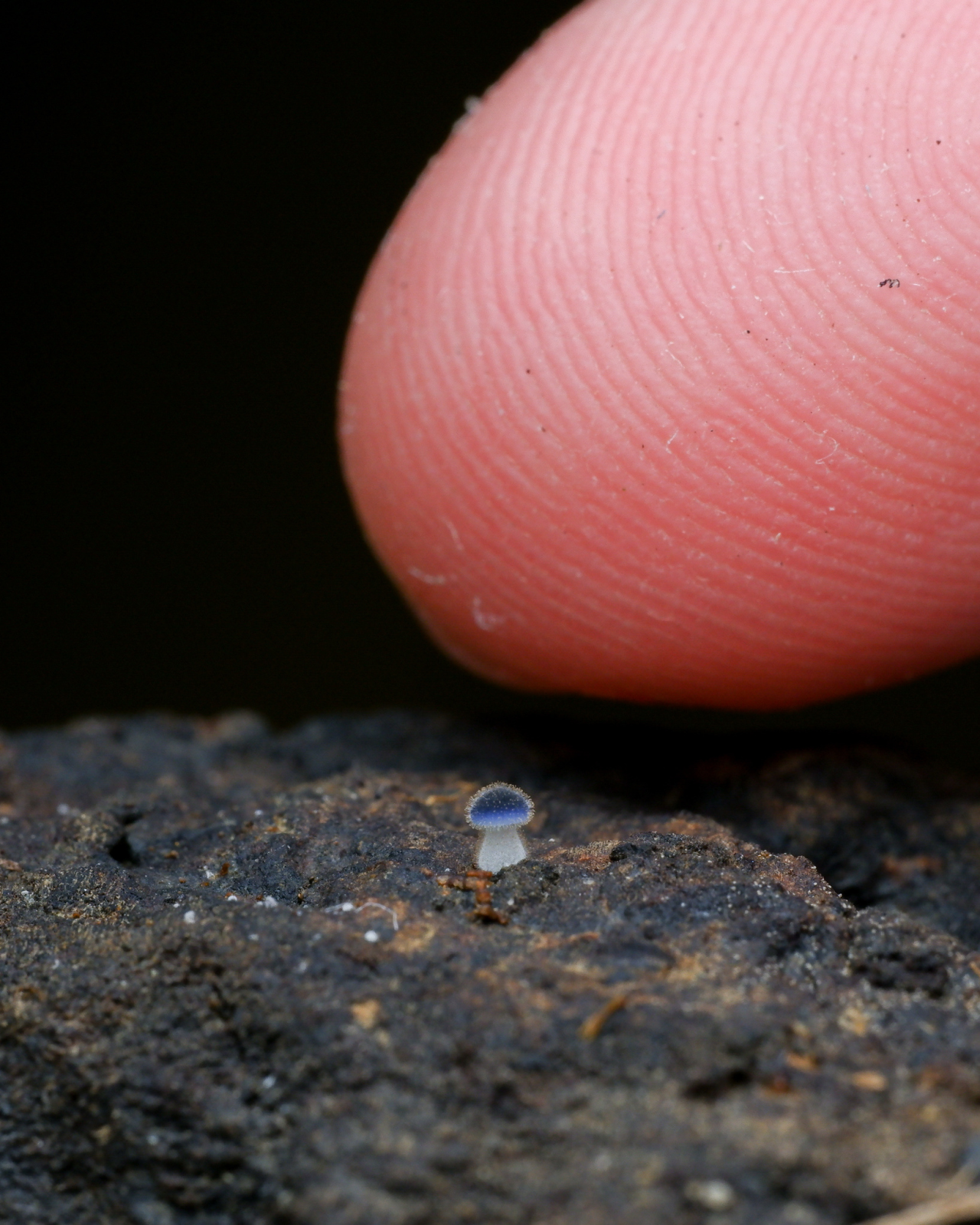 theoldbone:Mycena subcyanocephala photographed by chofungi