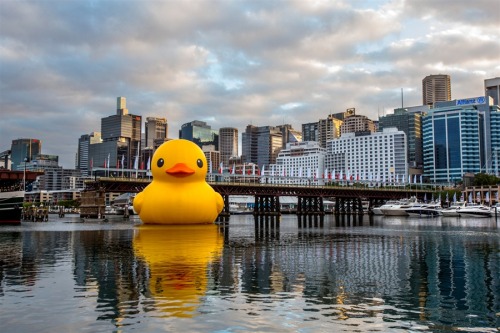 letsbuildahome-fr:  Giant rubber duck thrills adult photos