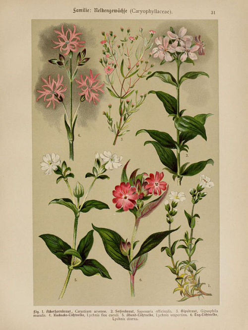 heaveninawildflower:  Botanical illustrations taken from  ‘Hoffmann-Dennert Botanischer Bilderatlas’  by Dr. E. Dennert.Published 1911.https://www.biodiversitylibrary.org/page/1122683Wikimedia.