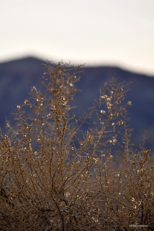 The last winged seedpods cling to an autumnal Four-Wing Saltbush, Bighorn Basin, Wyomingriverwindpho