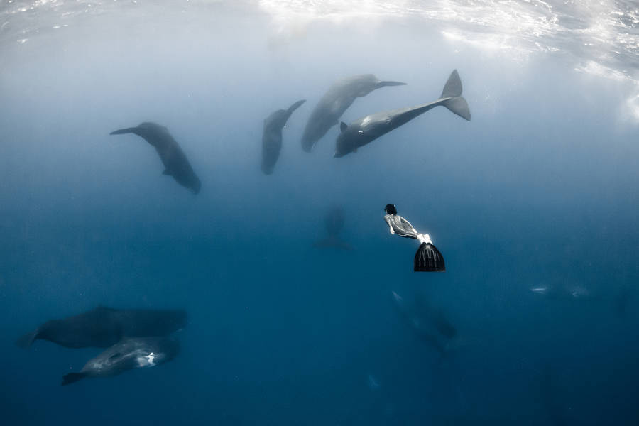 nevver:  Swimming with Sharks, Alex Voyer and  Alex Roubaud 