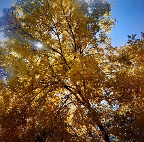 Fall, 2017Shot on 120 Kodak Portra 400 Medium Format Film, using an an Argus 75.