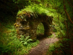 bluepueblo:  Forest Portal, The Enchanted